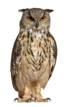 Eurasian Eagle-Owl, Bubo Bubo, A Species Of Eagle Owl