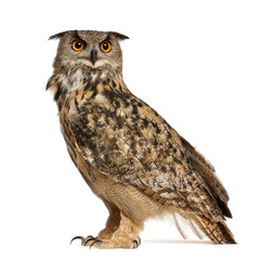 eurasian eagle-owl, bubo bubo, a species of eagle owl