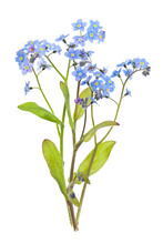 Forget-me-not Flowers On White