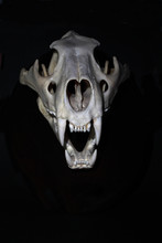 Upper Front View Of Male Lion Skull