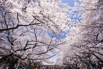 Canvas Print - 上野公園の花見