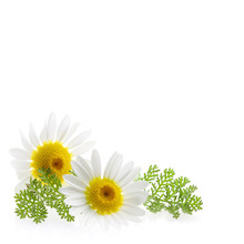 Daisy Flower At The Right Corner And Text Free Space