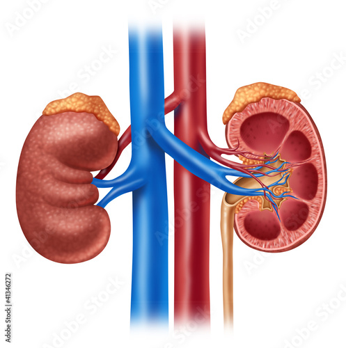 Fototapeta na wymiar Human Kidney Diagram