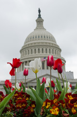 United States Capitol Building and tulips l  - Washington D.C. United States of America