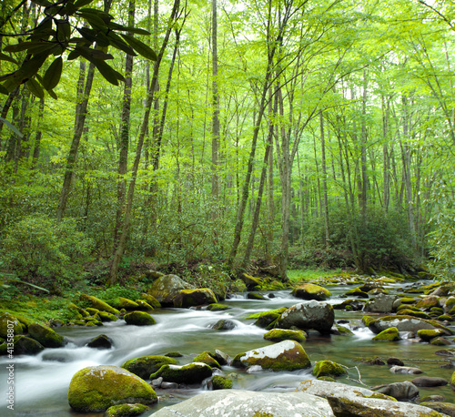 Naklejka ścienna Jungle stream