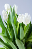 Fototapeta Tulipany - Białe tulipany.