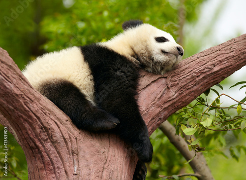Board z aluminiowym obramowaniem Śpiący gigantyczny panda