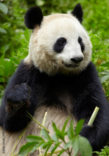 Board z aluminiowym obramowaniem Gigantyczna panda jedząca bambus