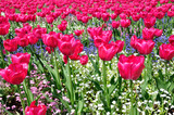 Fototapeta Tulipany - Kołobrzeg wiosną - park przy poczcie