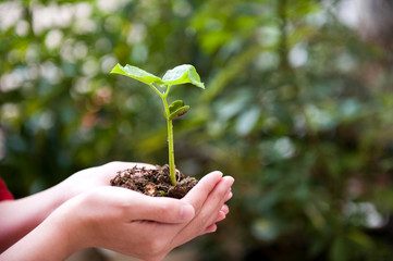 plant in the hand