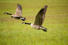Two Canada Geese Flying