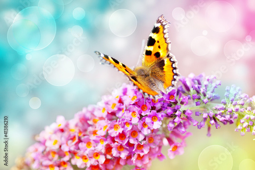 Naklejka dekoracyjna butterfly on flower