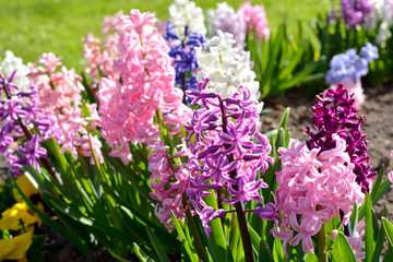 Wall Mural - Blooming colorful pink, blue and purple hyacinth flowers close-up. Green summer garden. Panoramic image. Nature, gardening, floristic, landscape design