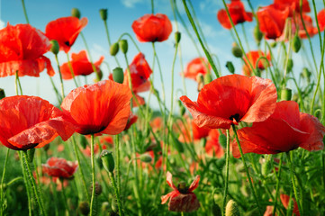 Wall Mural - poppies on green field