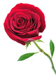 Leinwanddruck Bild - red rose
