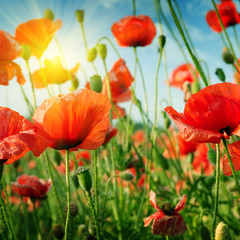 Wall Mural - poppies field in rays sun