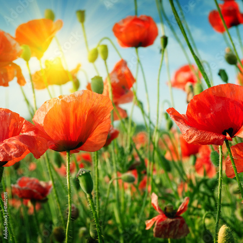 Naklejka na szybę poppies field in rays sun