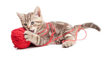 Tabby Kitten Playing Red Clew Or Ball