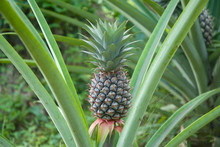 Fresh Tropical Pineapple .