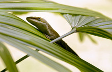 Green Anole Lizard On A Palm Frond