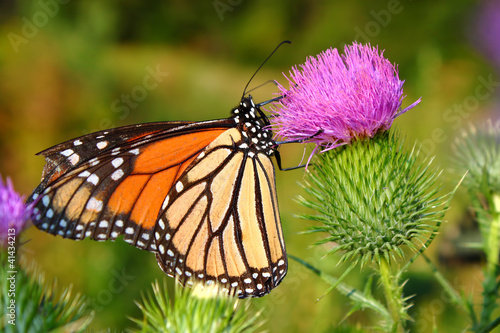 Tapeta ścienna Motyl monarcha (danaus plexippus)
