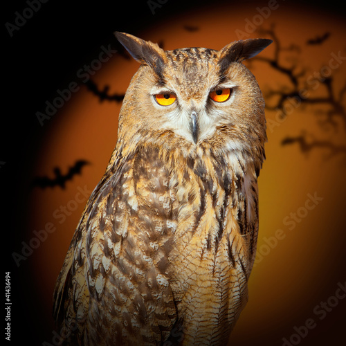 Plakat na papierze fotorealistycznym Bubo bubo orzeł sowa nocny ptak