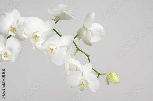 Obraz na płótnie canvas dwuczęściowy "dyptyk" Gałąź orchidei