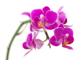 Fototapeta Storczyk - Pink orchid