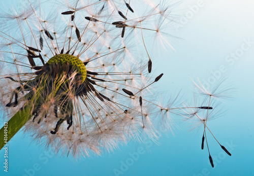 Naklejka dekoracyjna Dandelion: We fly away to fulfill wishes