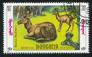 Sticker - Moschus Moschiferus