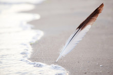 Gull Feather Stuck Into The Sand Sea