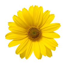 Yellow Daisy Flower Isolated On White Background