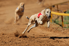Sprinting Greyhounds
