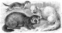 European Polecat, Weasel, Ferret