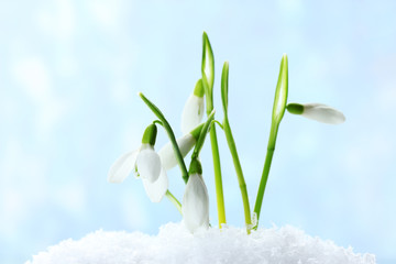 Wall Mural - beautiful snowdrops in snow on blue background