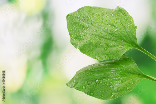 Fotografia, Obraz plantain leaves with drops on green background