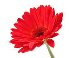 Beautiful Red Gerbera Isolated On White