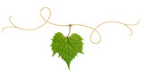 Fototapeta Miasto - grape leaf