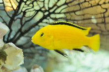 Electric Yellow Cichlid Fish In Aquarium