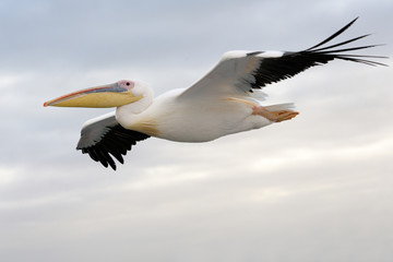 Wall Mural - Great White Pelican flying.