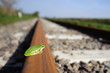 Frog on a railrway