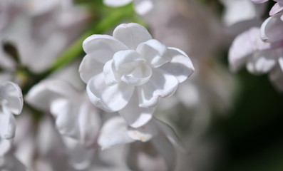 white syringa