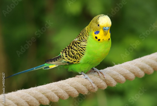 Foto Fussmatte Mit Wunschmotiv Bedruckt Vogel