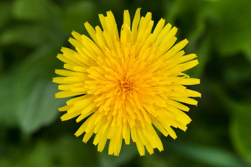 Fotomurales - Yellow dandelion flower