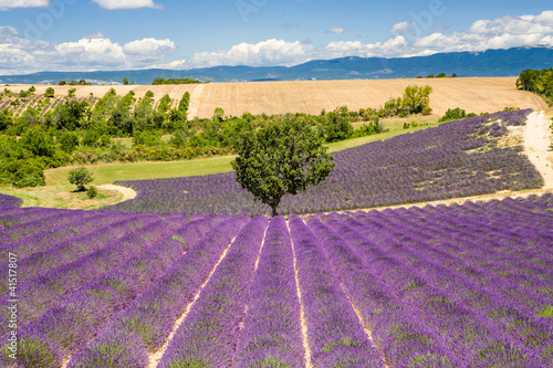 Fotoboard na płycie Pola lawendy w prowansji valensole