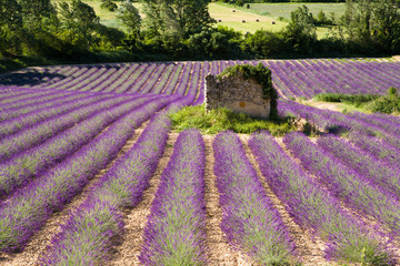 Wall Mural - Campi di Lavanda a Valensole Provenza