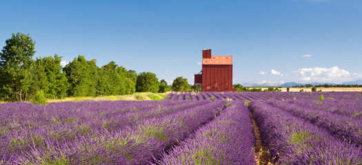 Wall Mural - Campi di Lavanda a Valensole Provenza