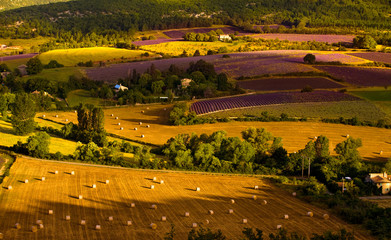 Wall Mural - Alba sui campi coltivati a Sault Provenza