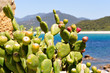 Golfe de Valinco (Corse) avec figues de barbarie