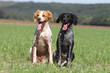 © Dogs - couple d'epagneul breton assis